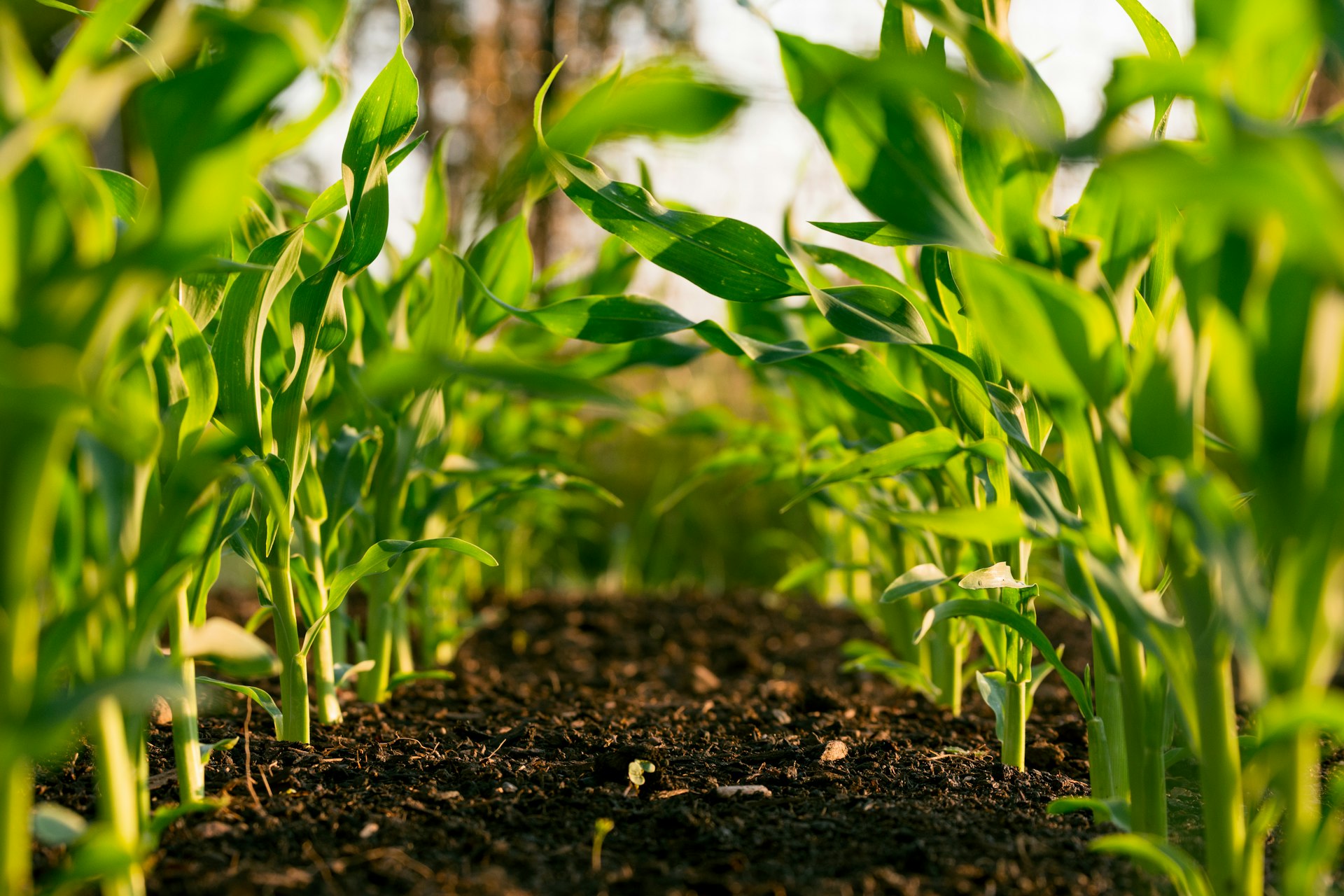 Transforming agriculture